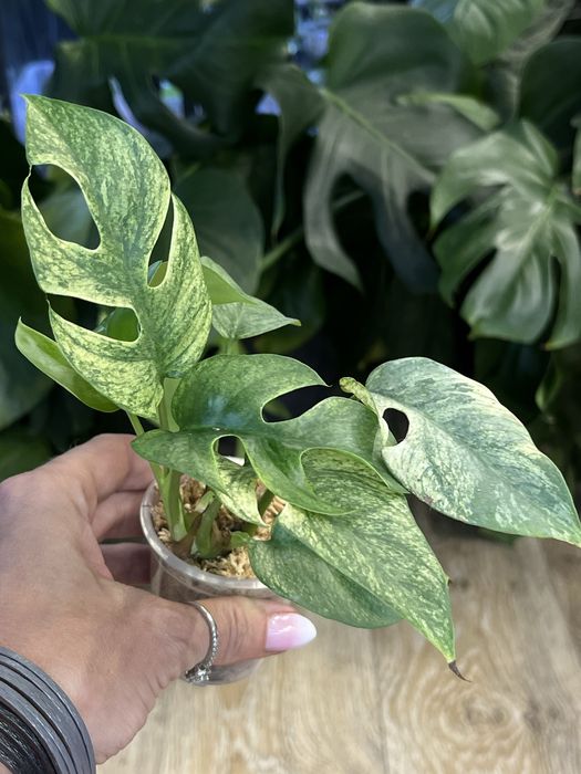 Rhaphidophora Tetrasperma White