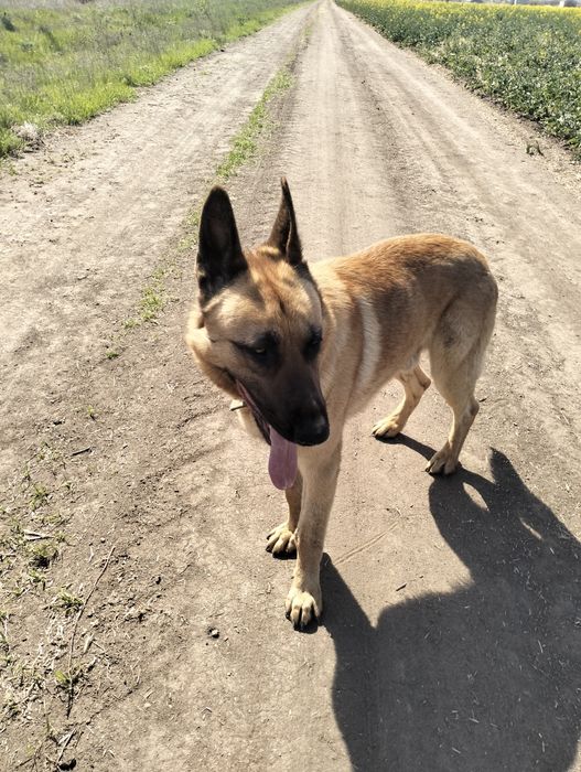 Шукаємо дівчинку для хлопчика