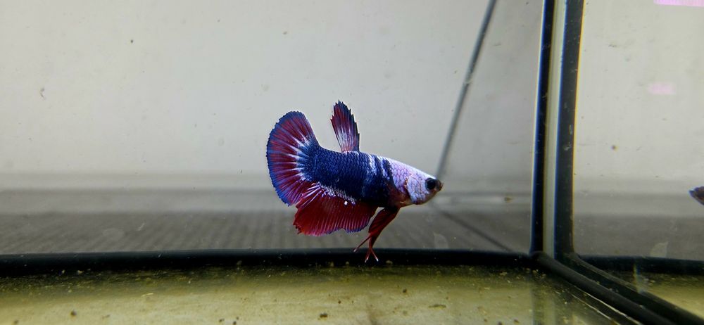 Bojownik HMPK dragon