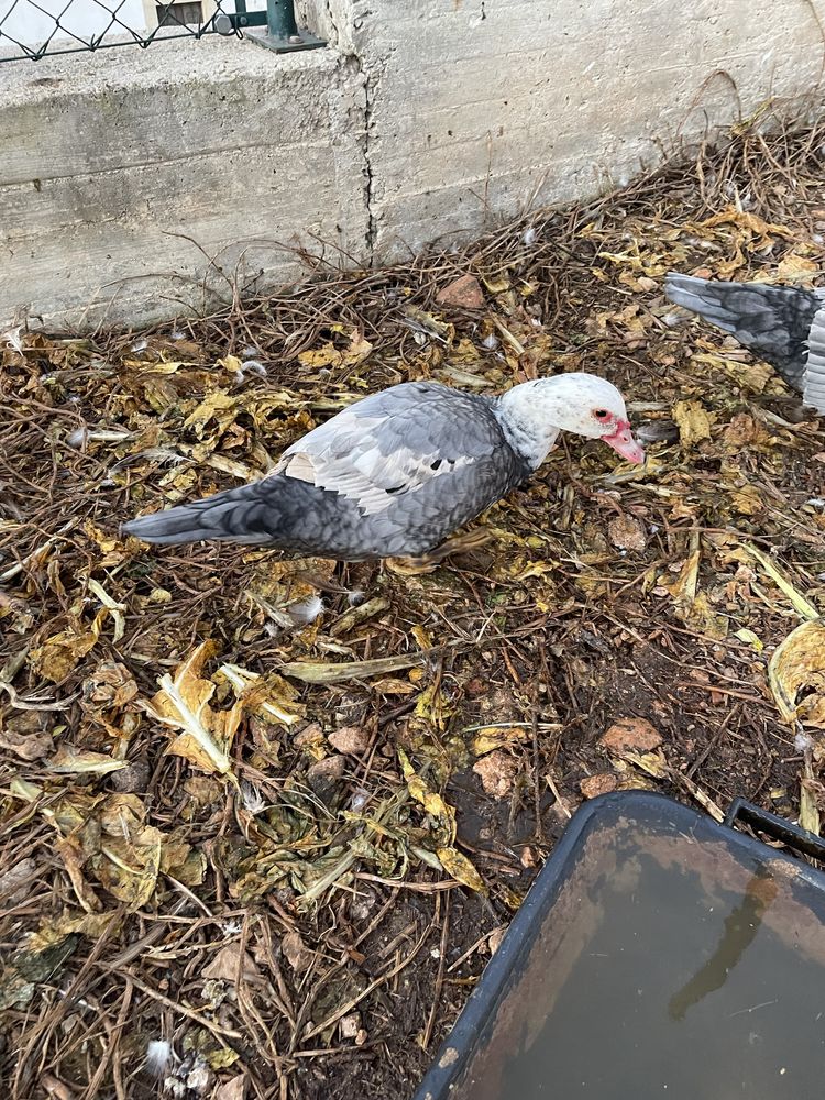 Patas mudas com 10 meses  a por ovos.