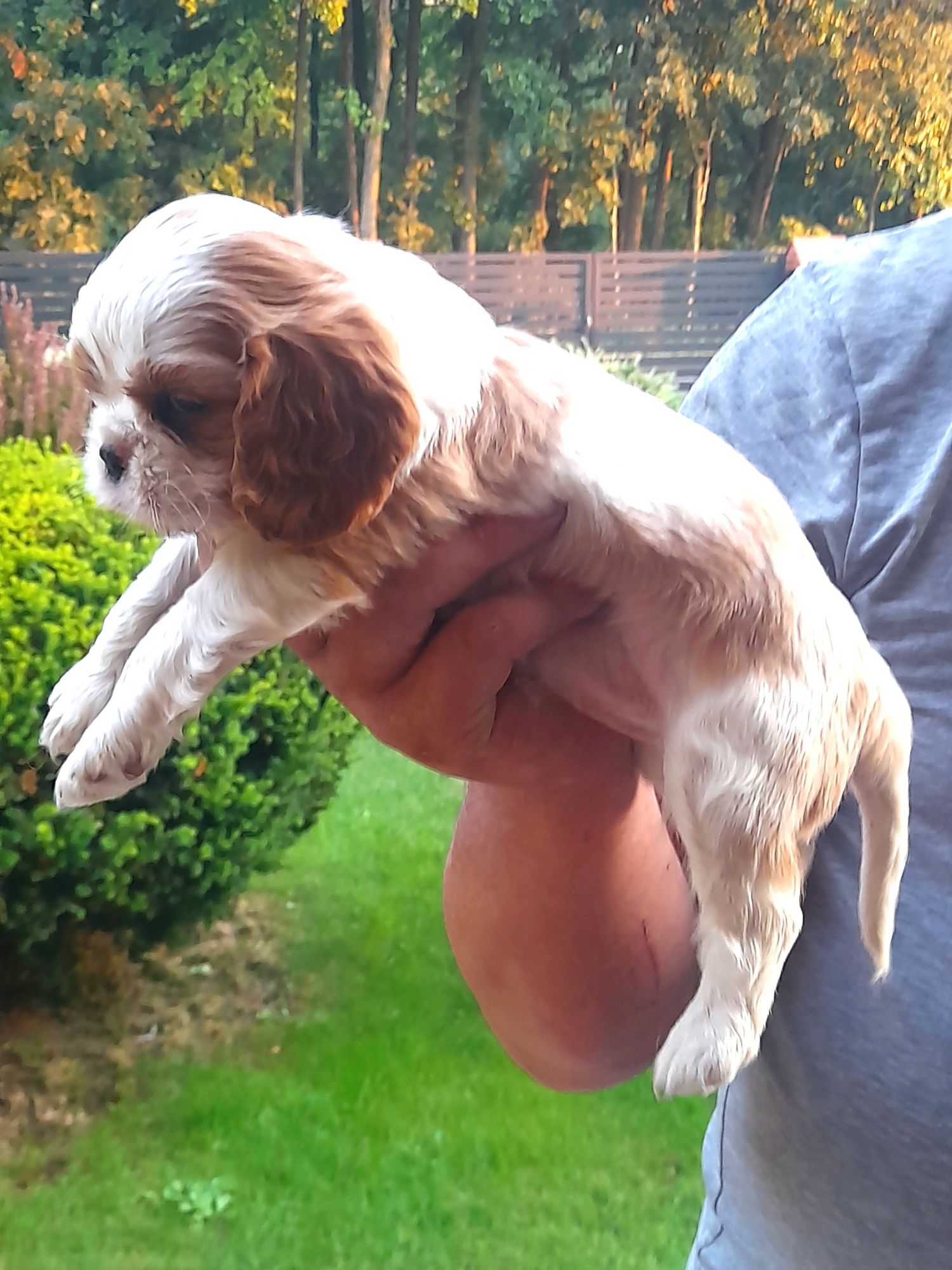 Piesek Cavalier king charles spaniel