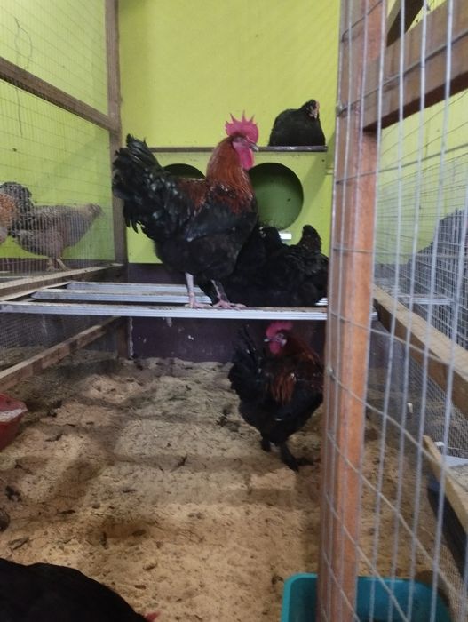 Півні Білефельдори