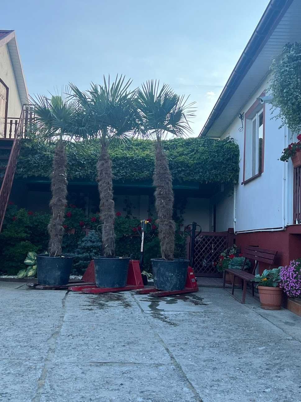 Palma Trachycarpus Fortunei ( Szorstkowiec Fortunego)