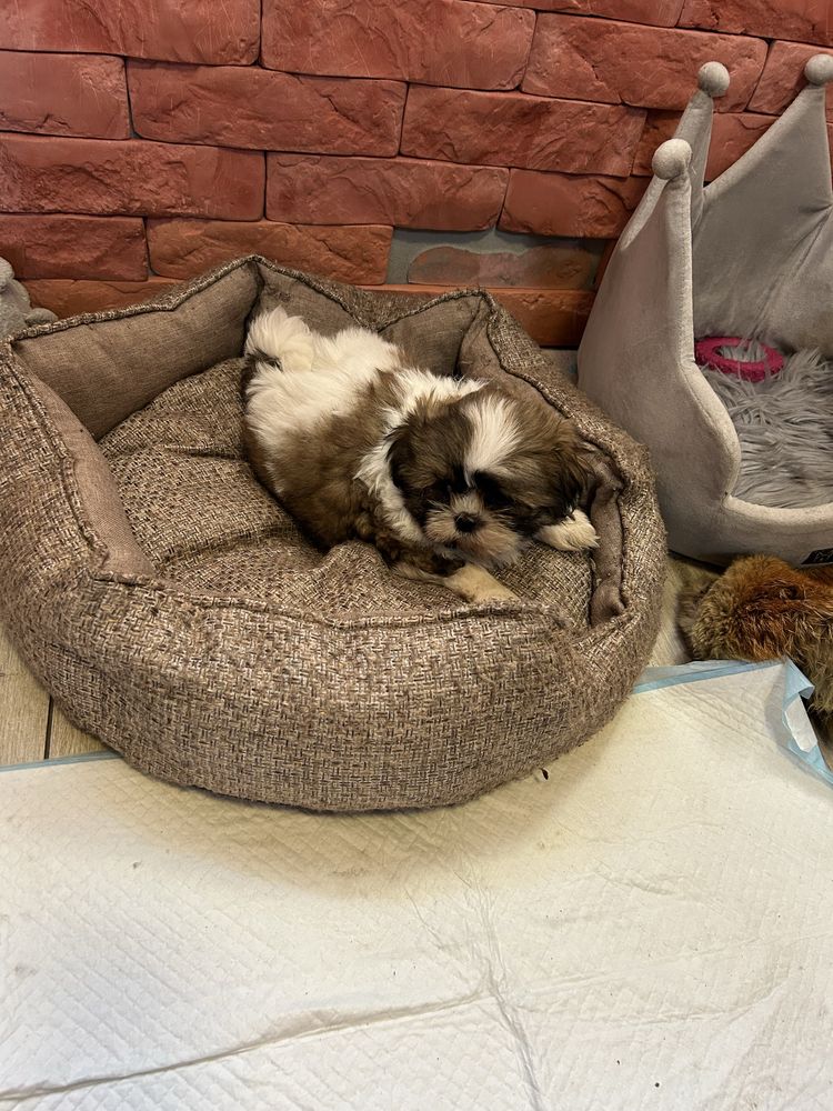 Shih Tzu z rodowodem