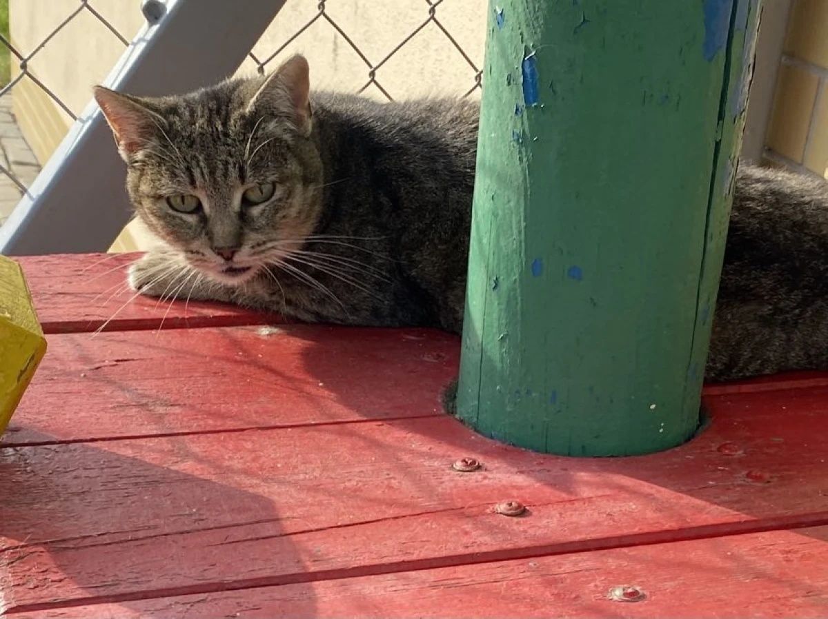 Kotka fiv+ Busia do PILNEJ adopcji!