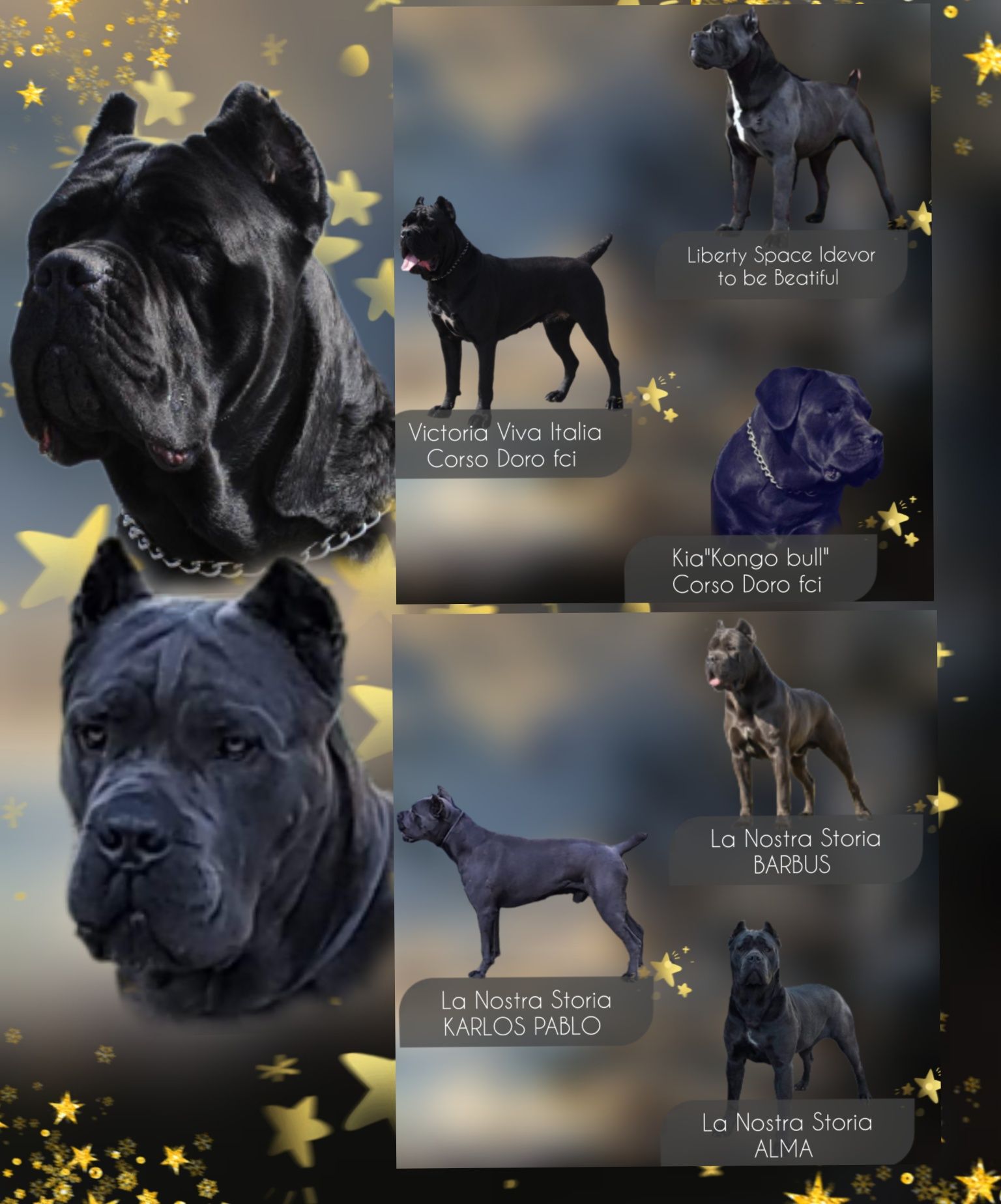 Sunia Cane Corso Italiano 5mc