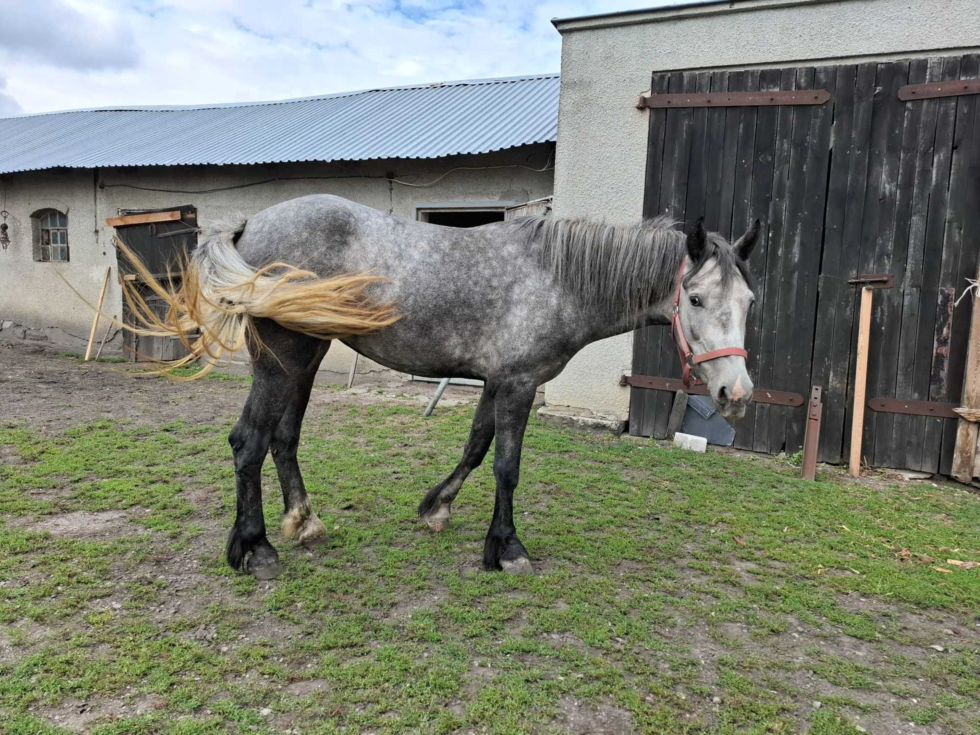 Sprzedam klacz szpakowatą