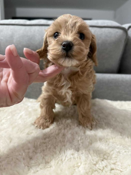 Maltipoo  mała sunia xs