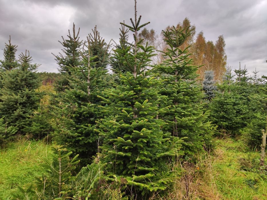 Choinki, jodła kaukaska, świerk srebrny, Cięte i w donicach