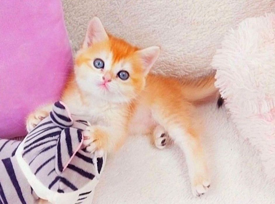 Чарівна зеленоока дівчинка шотландочка