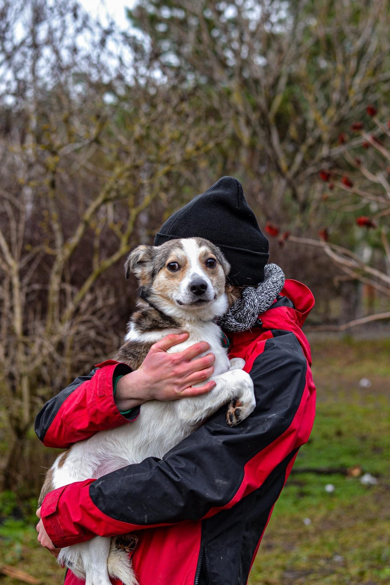 Delikatny młody pies do adopcji