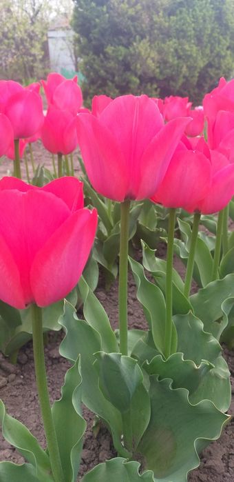 Продам домашні цибулини тюльпанів (луковицы тюльпанов)