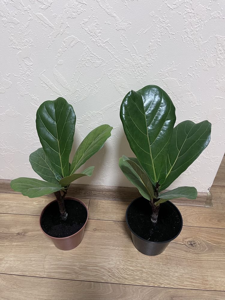 Фикус Лировидный, Фикус Лирата (Ficus lyrata)