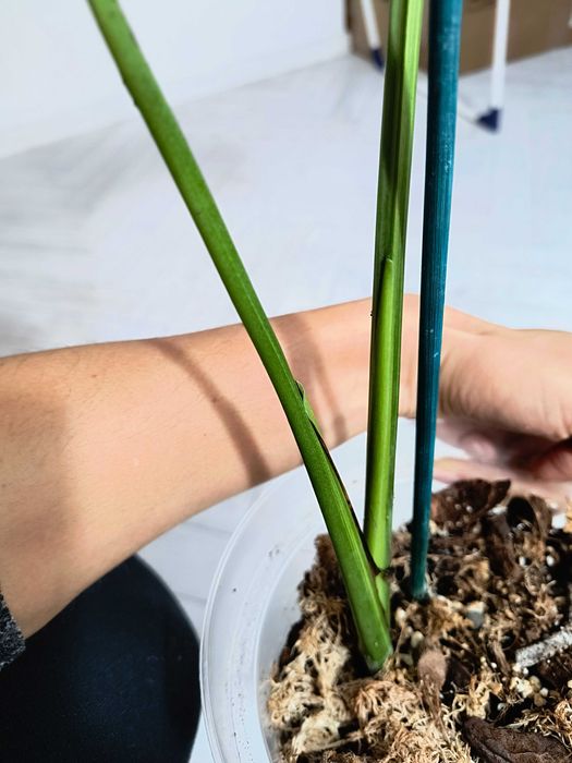 Rezerw -Monstera Deliciosa Marmorata Large Form, w typie yellow marlin