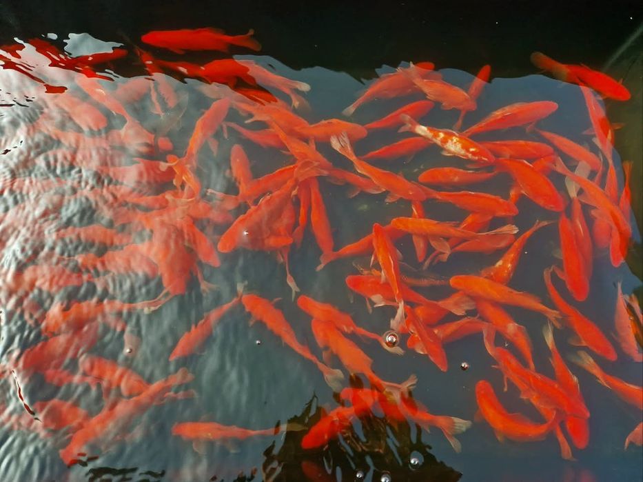 Ryby do oczek wodnych ozdobne Jesiotr albinos Karaś kolorowy koi Amur