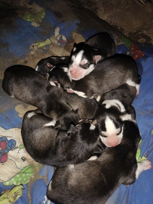 Цуценята хаскі, чистокровні