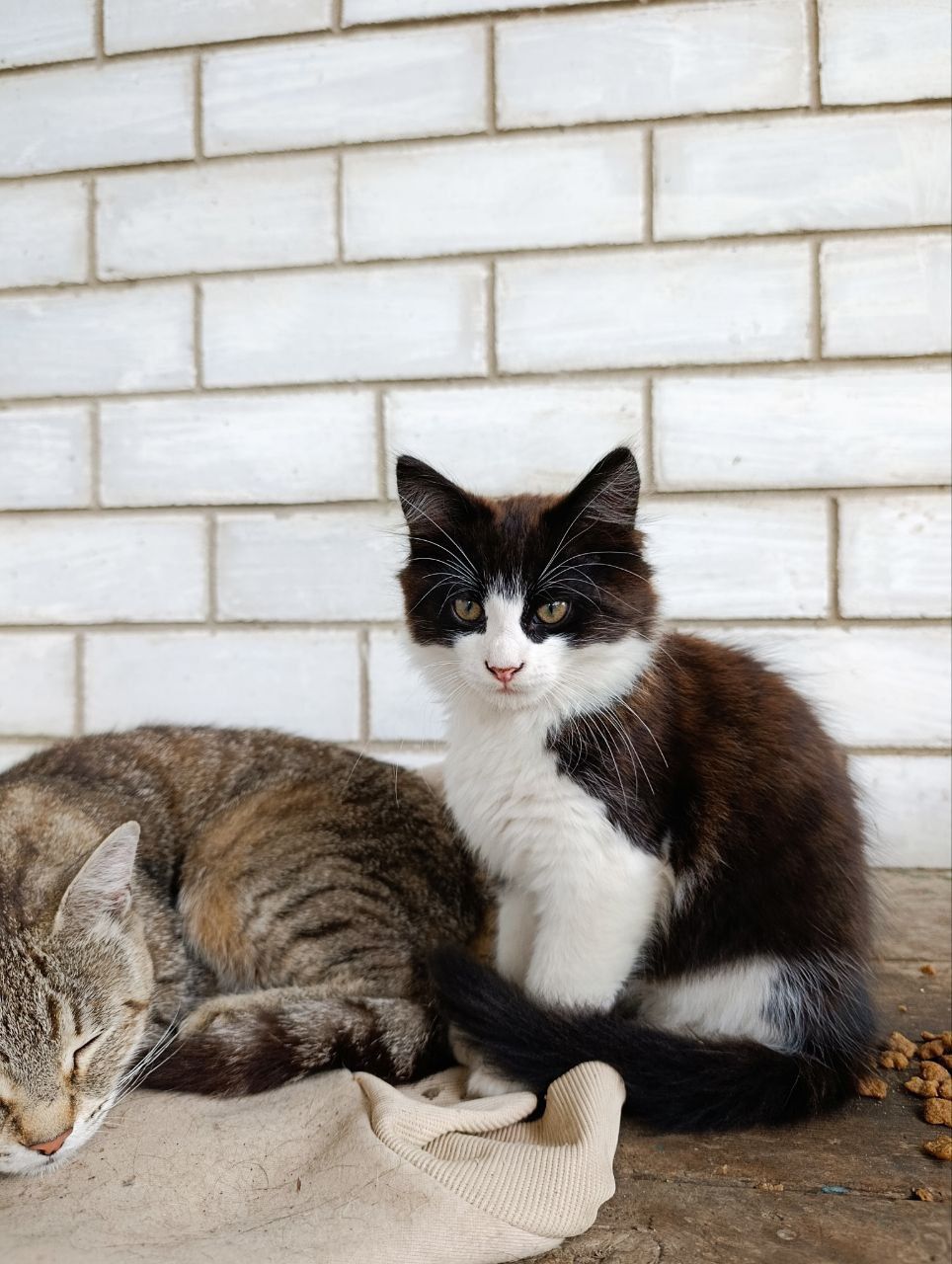 Отдам красивых котят