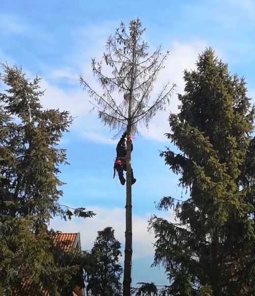 Wycinka wycinanie wycięcie drzew metodą ALPINISTYCZNĄ ALPINISTYCZNIE