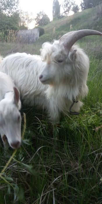 Козы на содержание