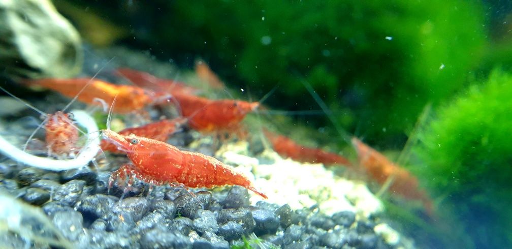 Neocaridina davidi Red Cherry Krewetki