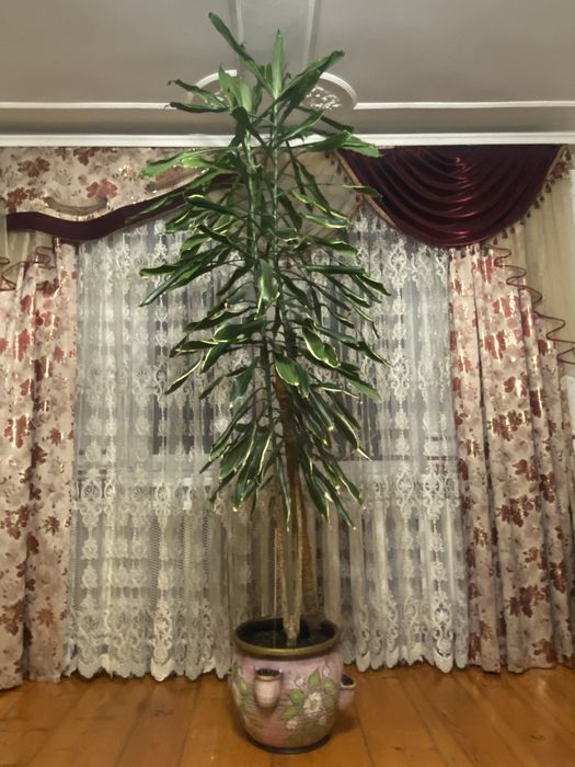 Вазон Юкка ( домашній)