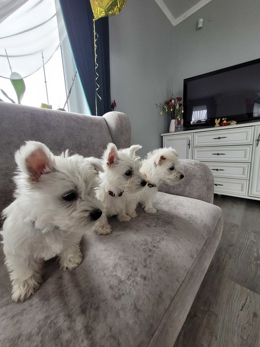 west highland white terrier