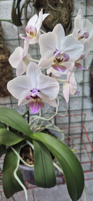 Две орхидеи в горшке