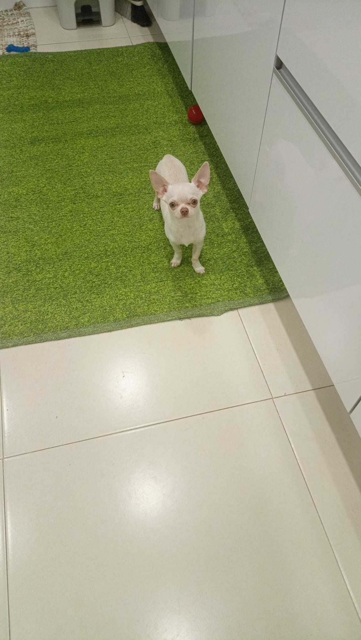 dou chihuahua anão cabeça de maçã a quem provar ser amigo dos animais