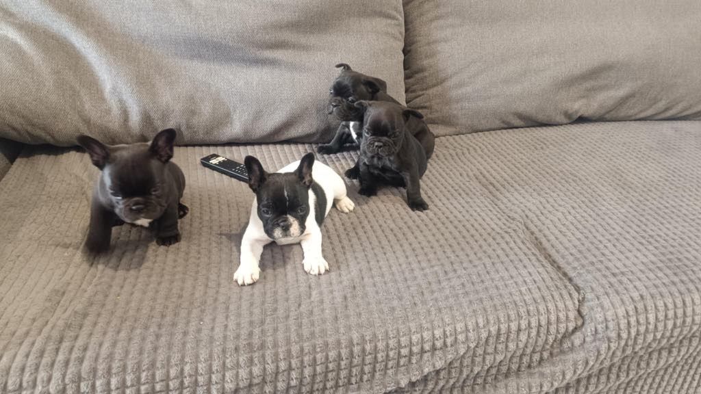 Buldog Francuski
