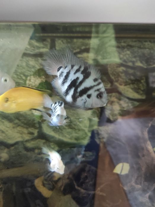 Crias de peixe papagaio blue saphira