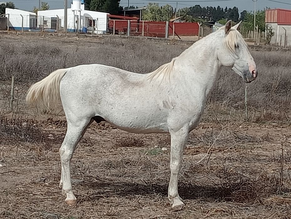 Cavalo Russo Manso