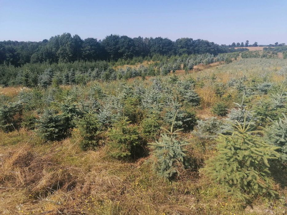 Świerk Srebrny Serbski Pospolity Choinki Plantacja Choinek Formowany