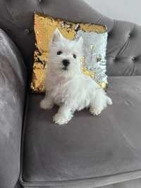 West highland white terrier 3