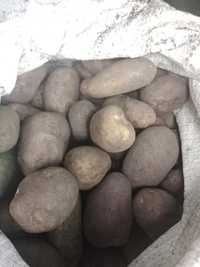 Картопля посівна середня та крупна 8-14 грн.