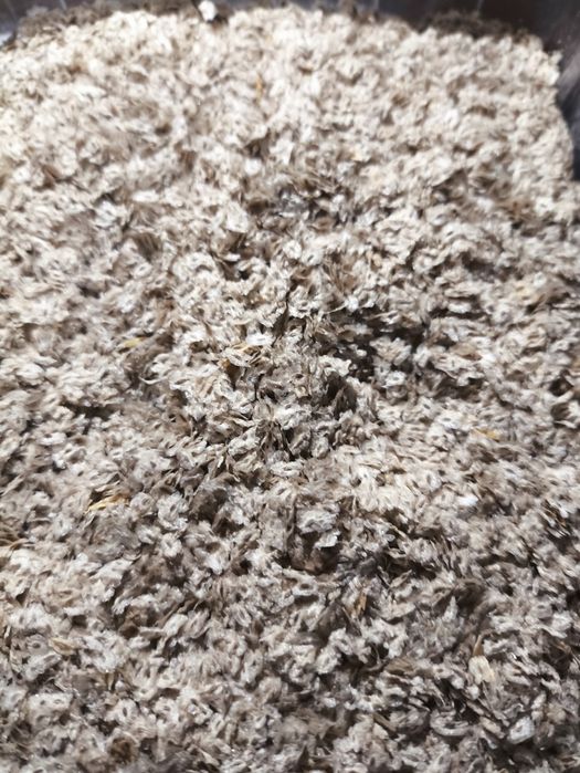 Nasiona  Paulowni shang tong 100szt