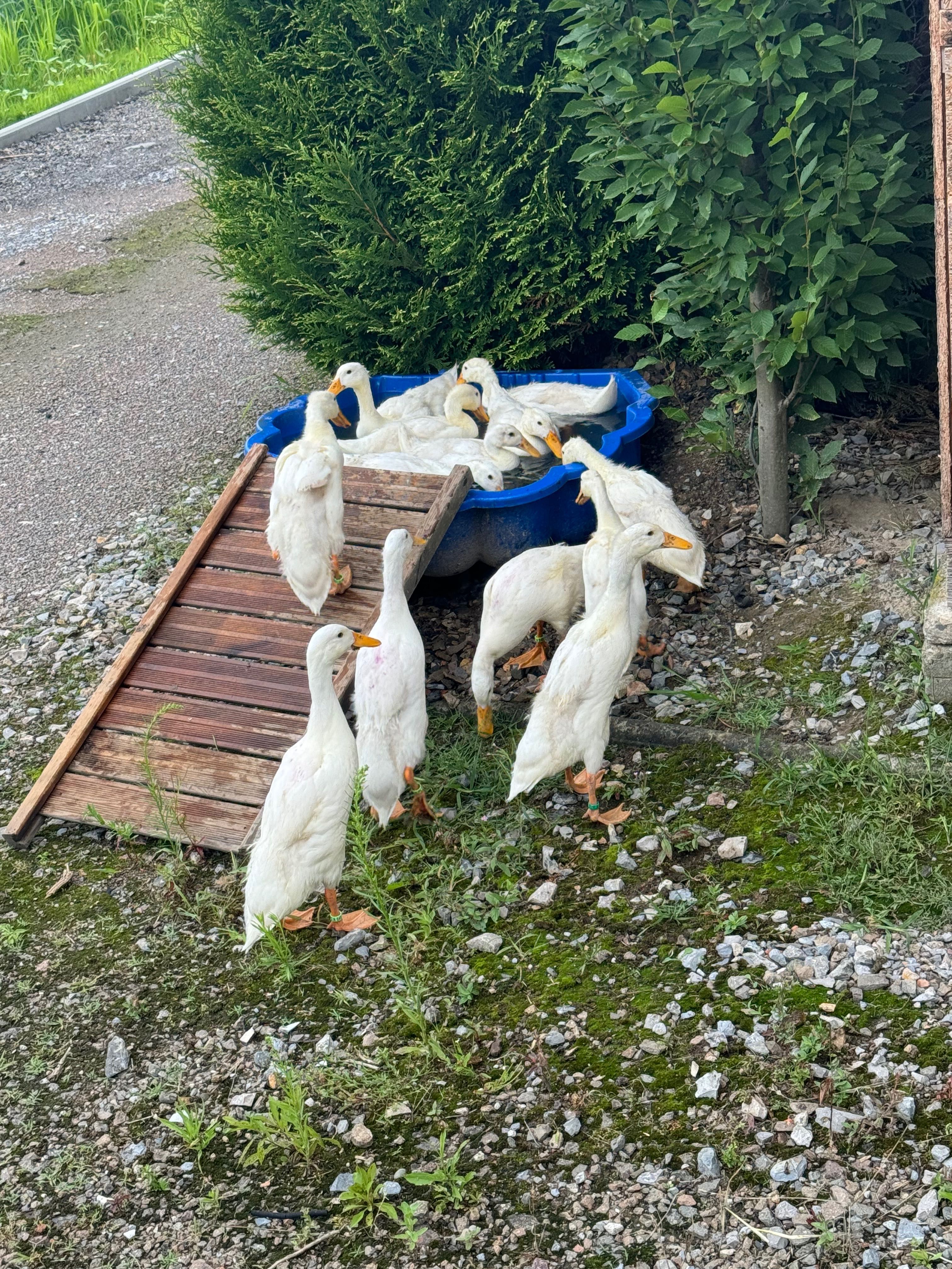 Biegusy śnieżno białe młode