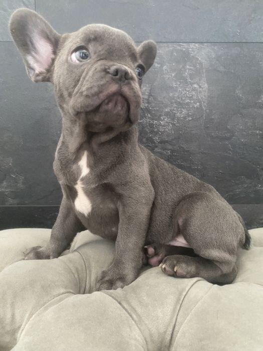 Очень добрый, нежный и ласковый мальчик, голубой французский бульдог