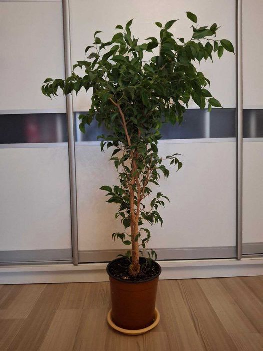 Фикус Бенджамина зеленый 90 см. Вишневое-Крюковщина