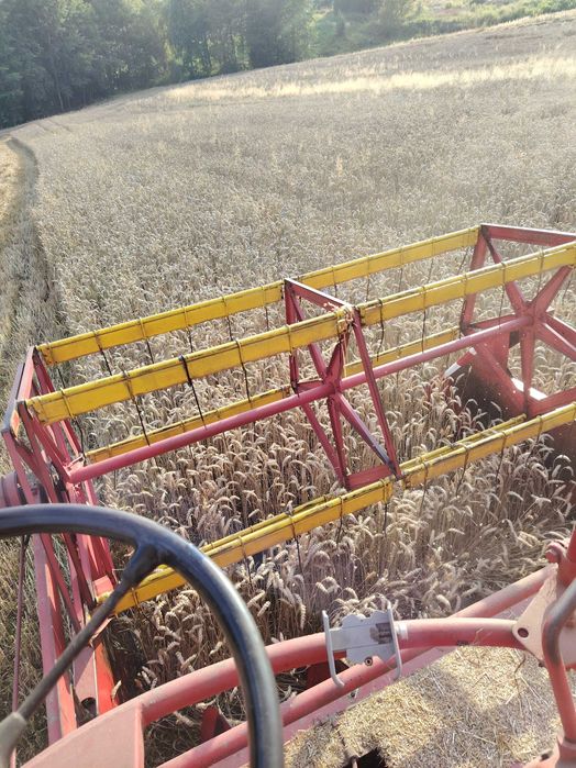 Pszenica dla kur owies pszenżyto