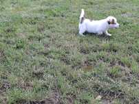 Jack Russell Terrier piesek
