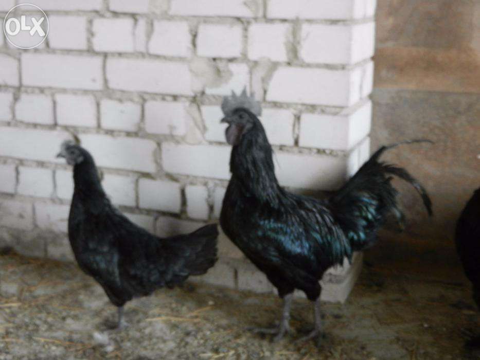 Куры Аямцемани продам
