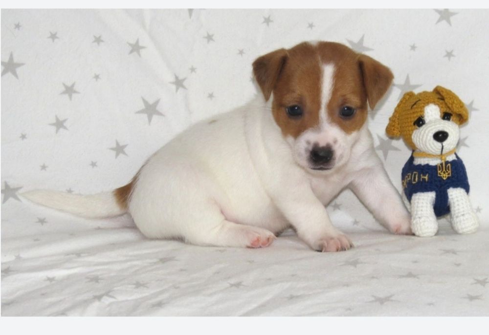 Джек Рассел терьер с документами клуба КСУ