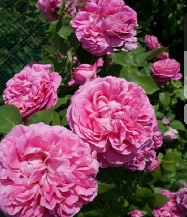 Троянда Поль Нейрон