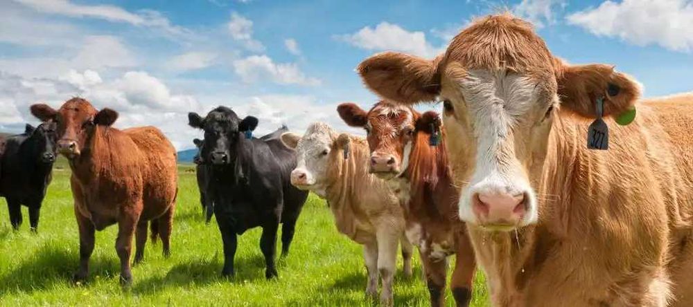 Skup bydła,cieląt i odasdków gotówka/szybki przelew