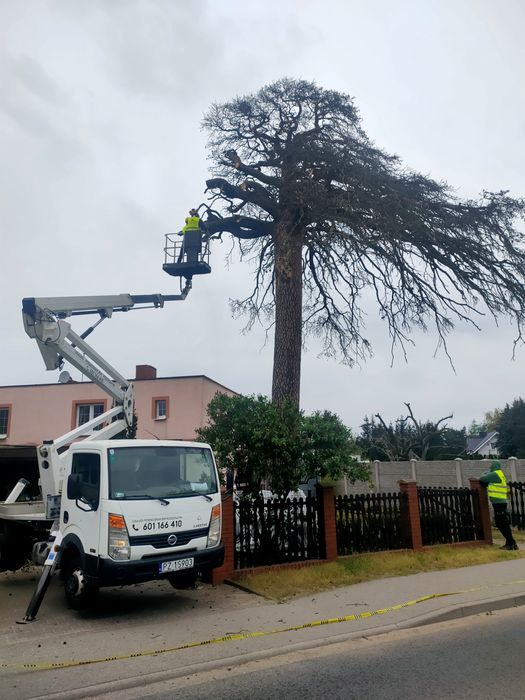 Podnośnik koszowy 140zł tania wycinka drzew usługi zwyżka wynajem
