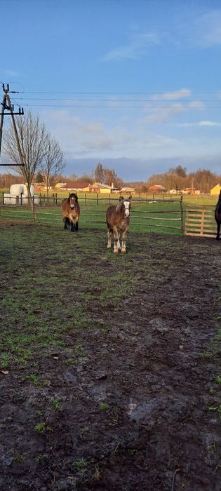 Młody ogier sokólski