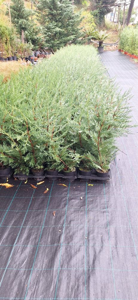 Cupressus Leylandii 100-150cm