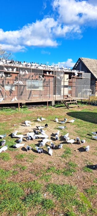 Gołębie Murzyny Ciemne