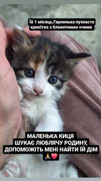 Кошечка котёнок 1.5мес