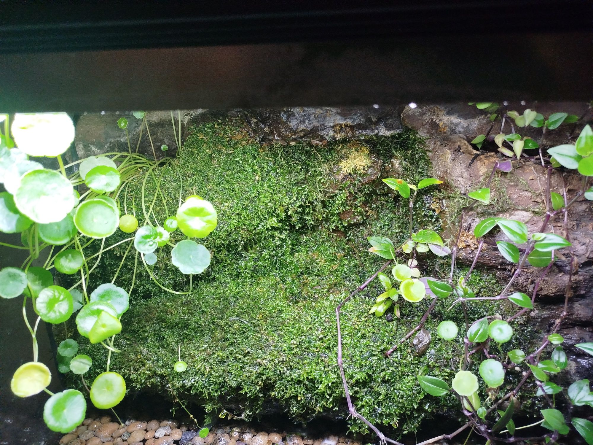 Paludarium 50x40x45 cm dla kraba, traszki, bojownika